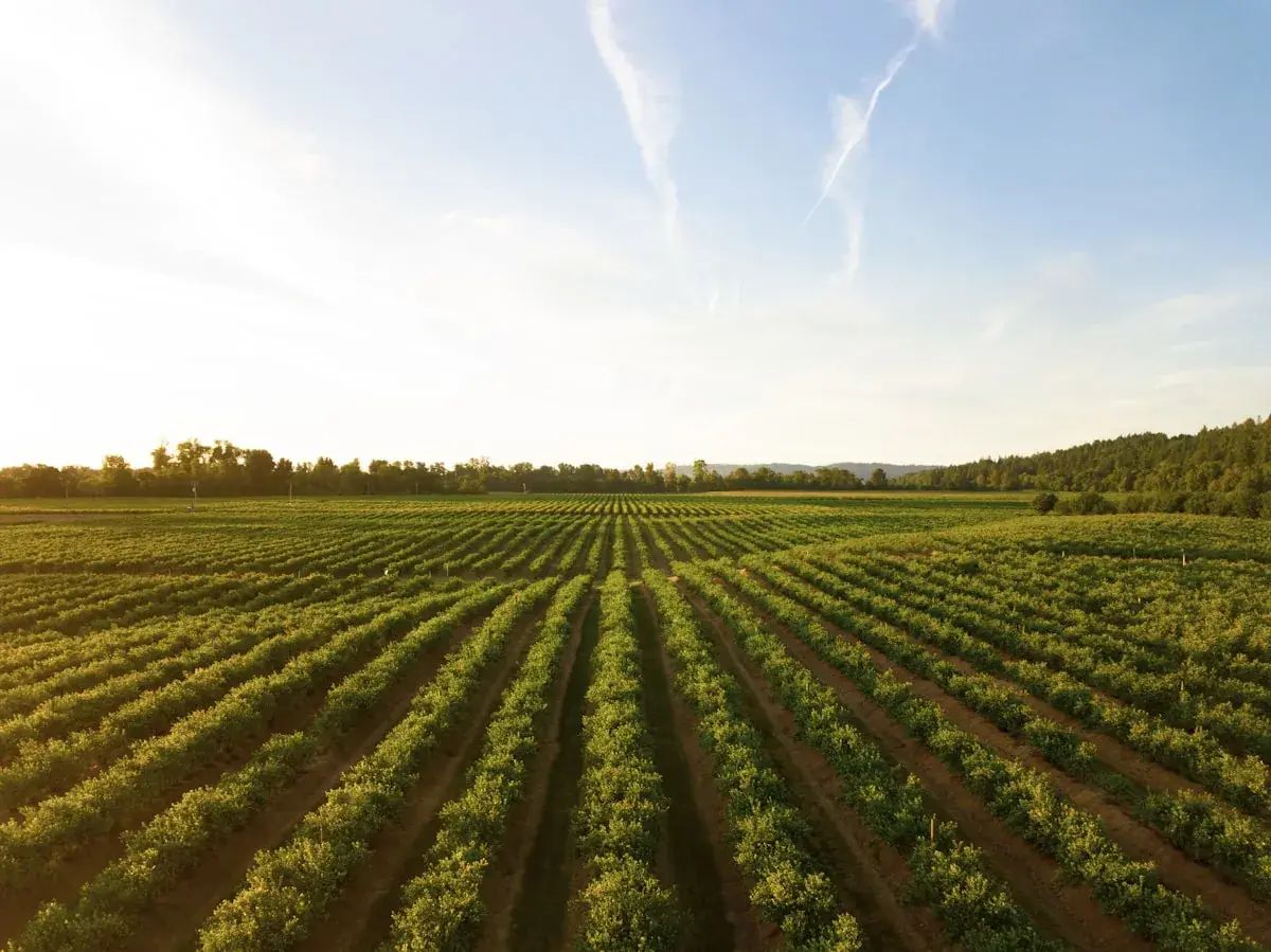 Rows of crops stretching toward the horizon
